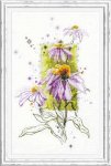 (image for) Echinacea